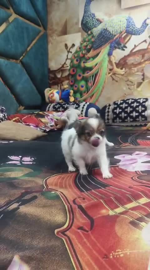 Chihuahua Puppy, farm video