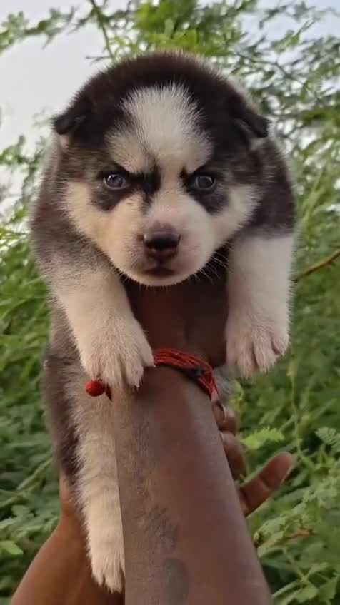 Siberian Husky at an affiliated farm in Nagpur, Maharashtra