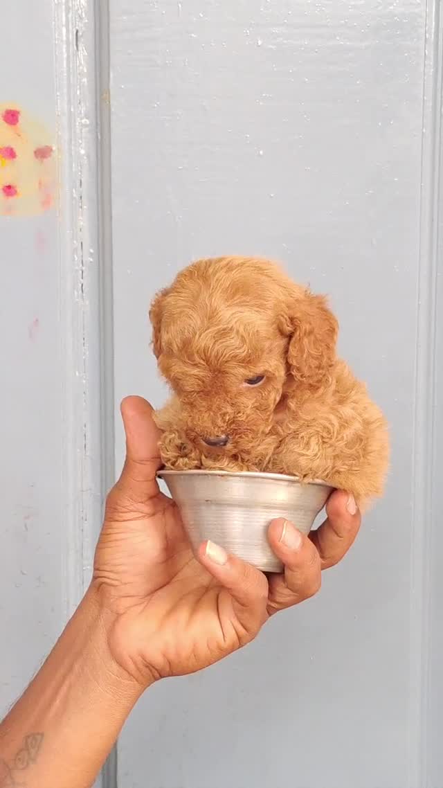 Toy Poodle Puppy, farm video