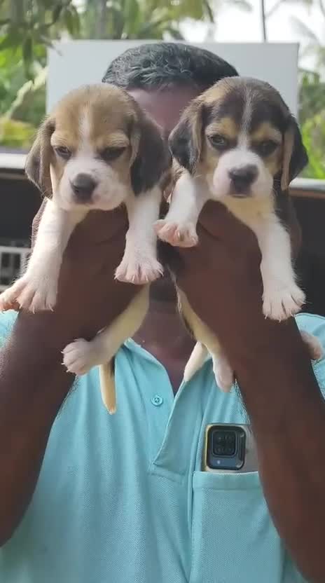 Beagle Black & Tan Puppy, farm video