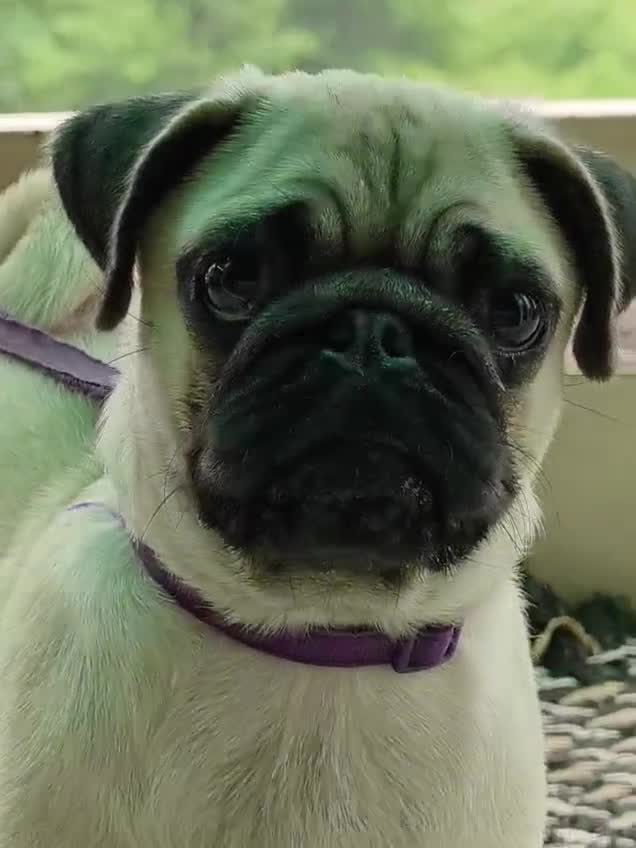 Pug Puppy, farm video