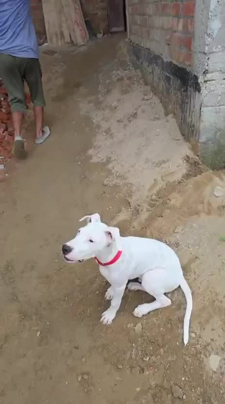 Dogo Argentino at an affiliated farm in Ludhiana, Punjab