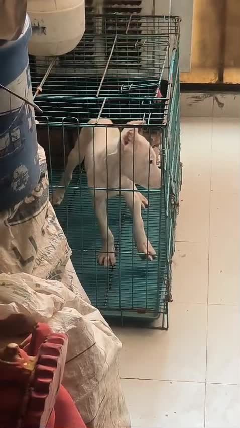 Dogo Argentino Puppy, farm video