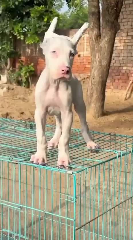 Great Dane Puppy, farm video