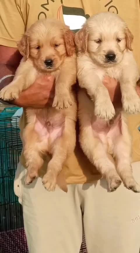 Golden Retriever at an affiliated farm in Ambala, Haryana