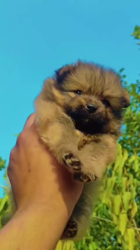 Culture Pom Puppy | White Color, farm video