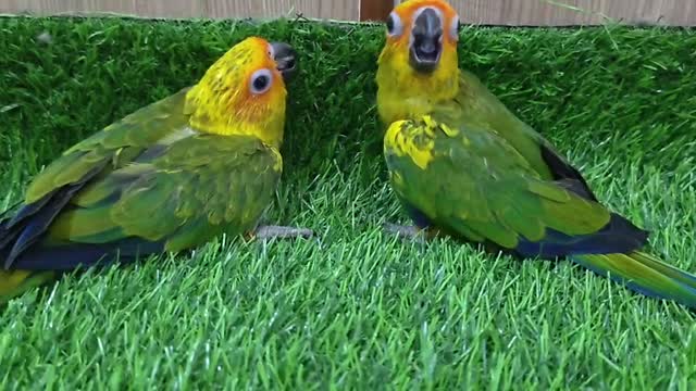 Sun Conure, farm video