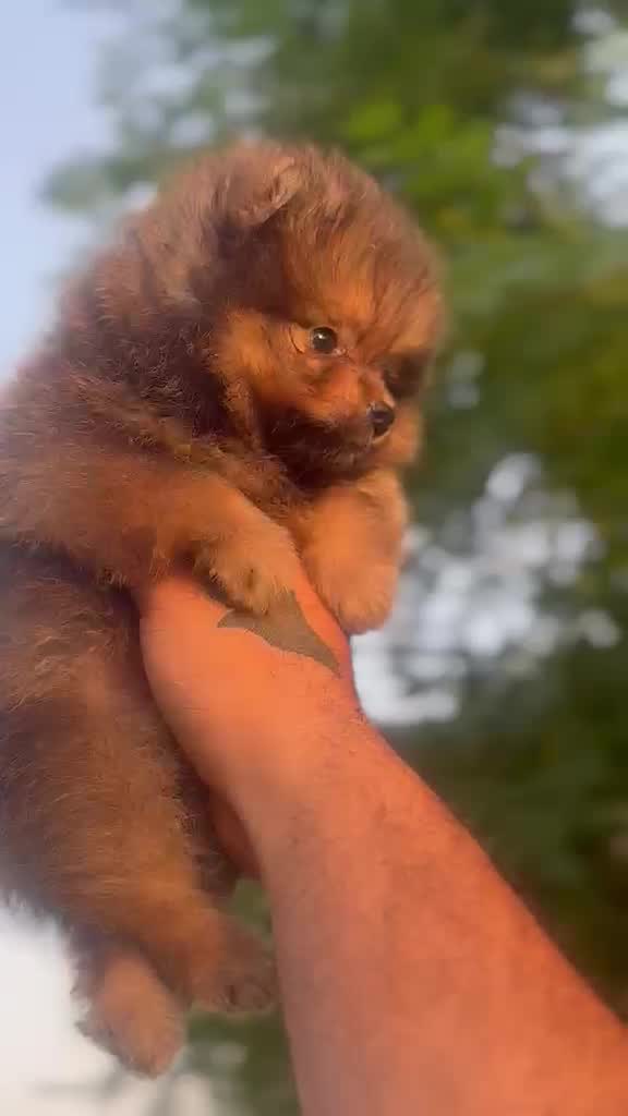 Culture Pom Puppy | White Color, farm video