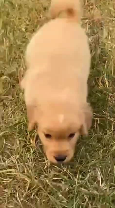 Golden Retriever, farm video