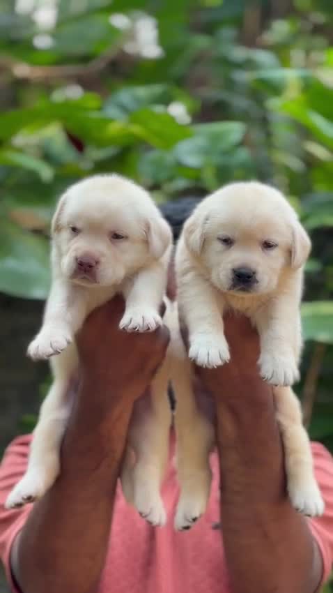 Dachshund Puppy, farm video