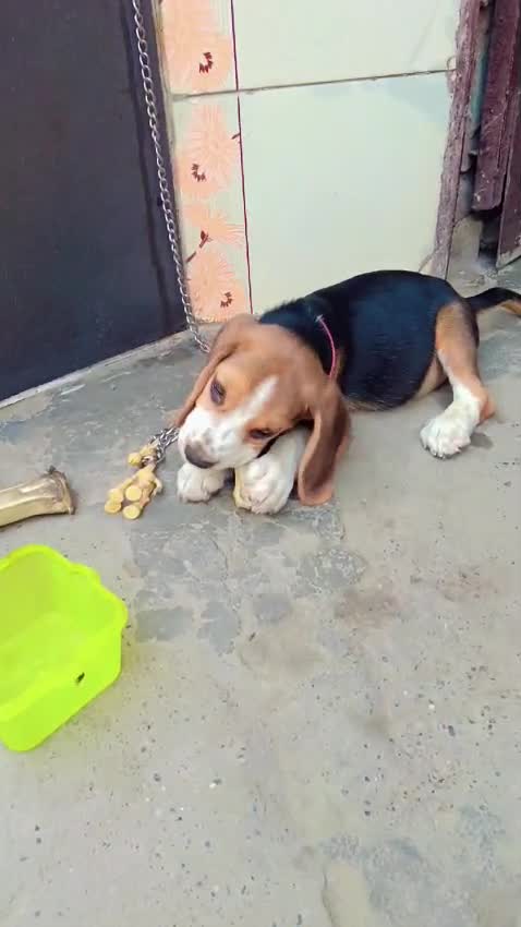 Beagle Black & Tan Puppy, farm video