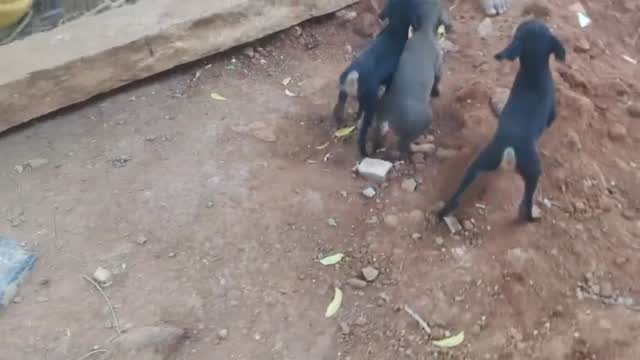 European Doberman Puppy, farm video