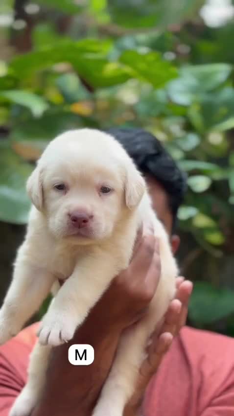 Beagle Black & Tan Puppy, farm video