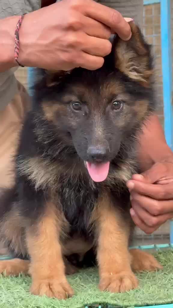 Dachshund Puppy, farm video