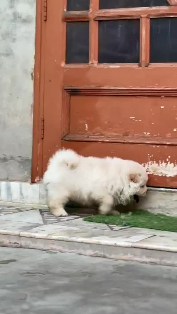 Chow Chow Puppy | Cream Color, farm video