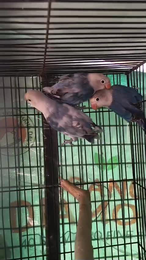 African Love Birds | Cobalt Blue, farm video