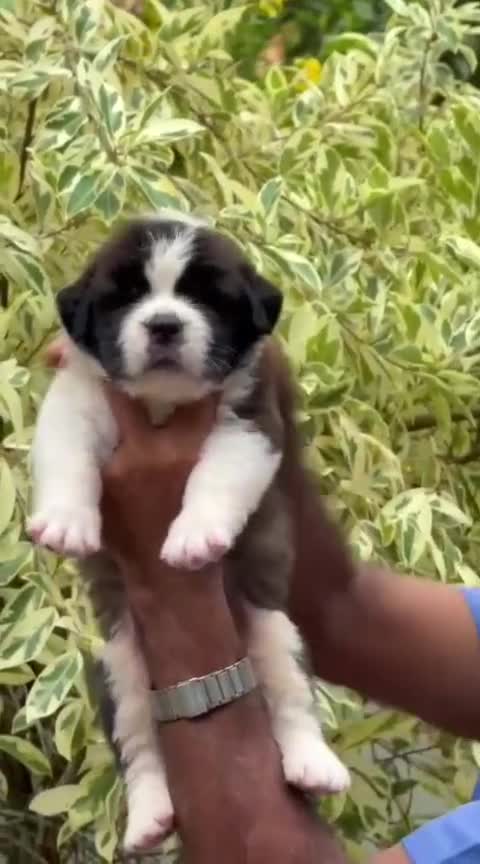 Saint Bernard Puppy, farm video