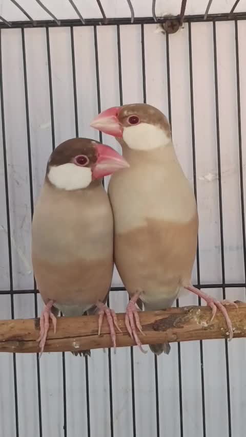 Java Sparrow, farm video