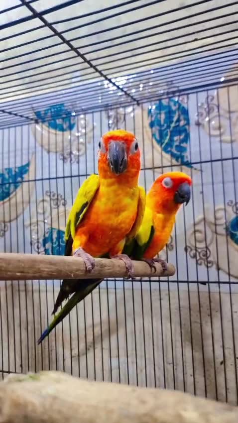 Sun Cheek Conure, farm video