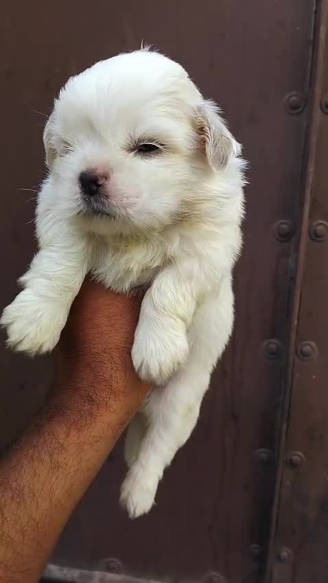 Shih Tzu | Black & White Color, farm video
