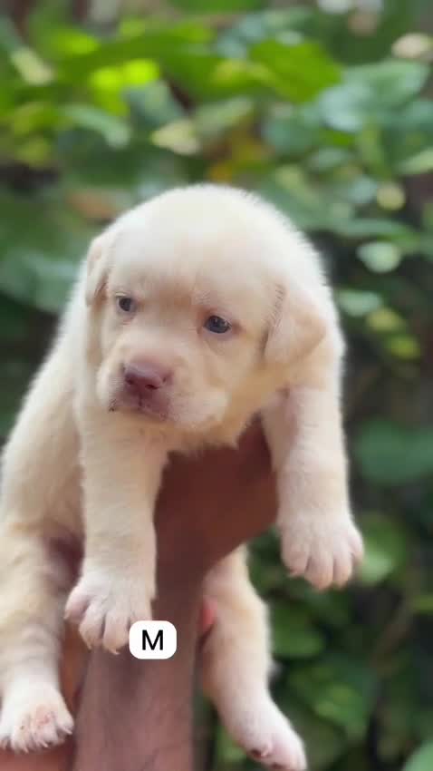 Beagle Black & Tan Puppy, farm video
