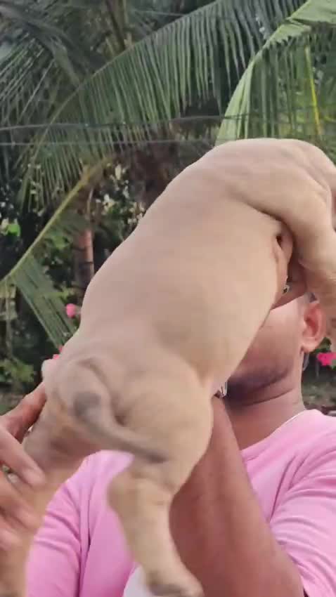 American Bully Standard Size Puppy, farm video