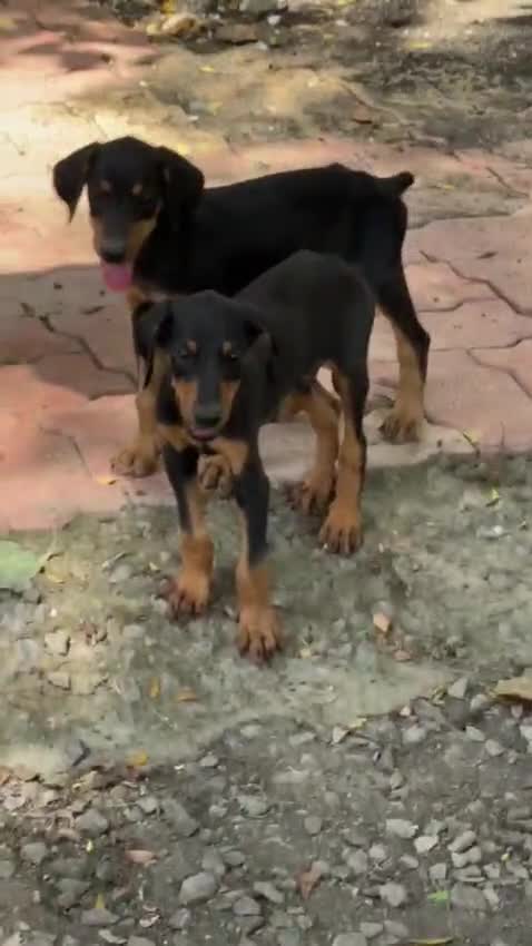 European Doberman Puppy, farm video