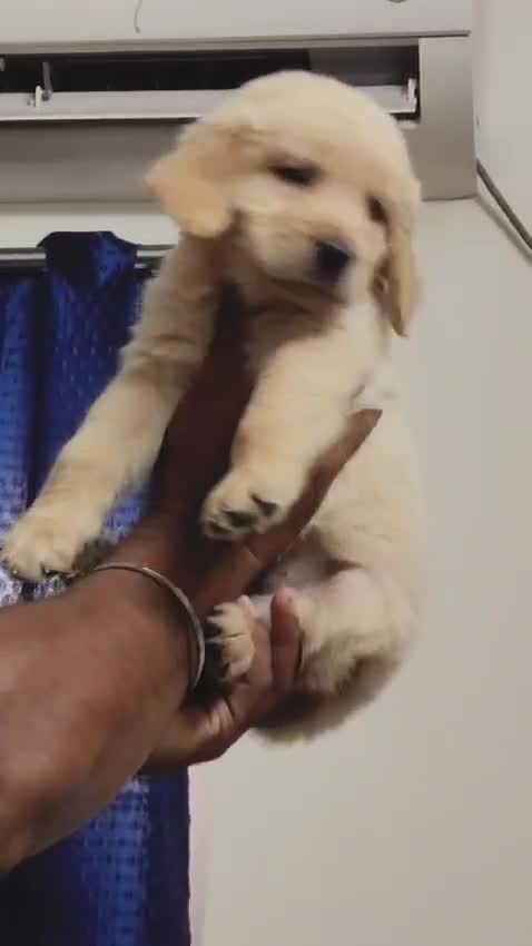 Golden Retriever, farm video
