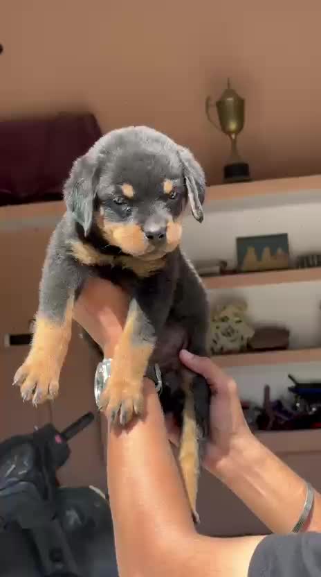 Rottweiler Puppy, farm video
