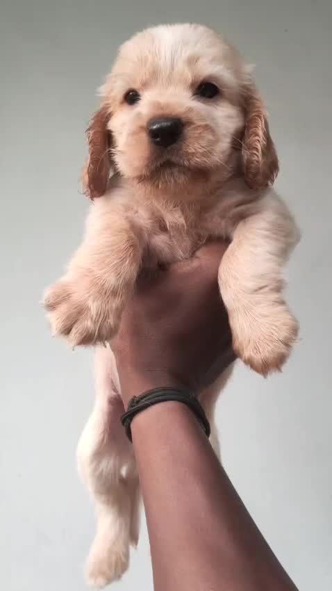 Dachshund Puppy, farm video