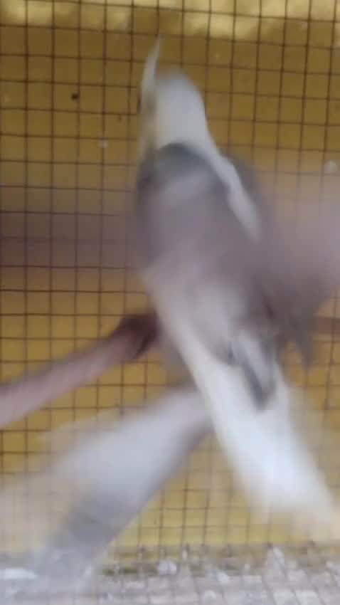 Cockatiel | White Face, farm video