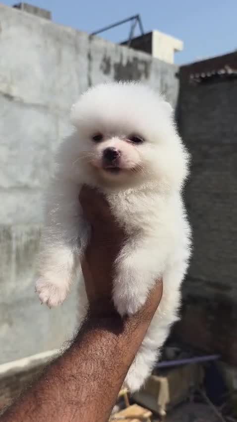 Pomeranian Puppy | Black Color, farm video
