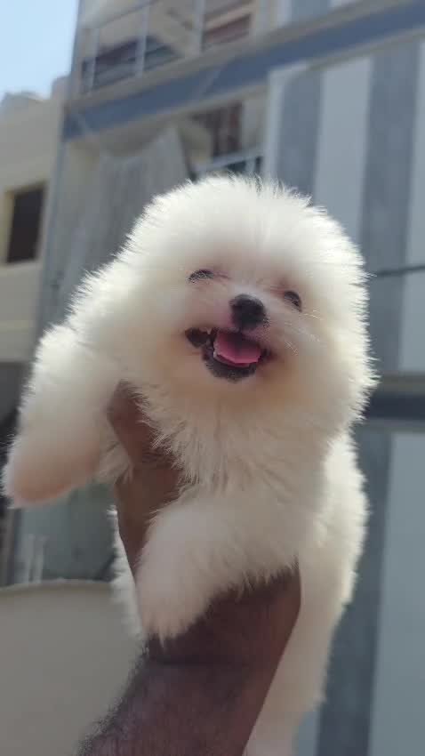 Pomeranian Puppy | Black Color, farm video