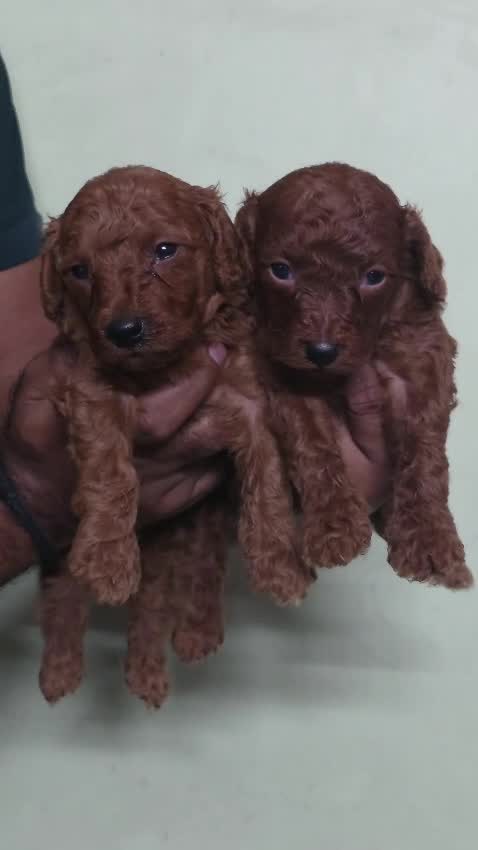 Toy Poodle Puppy, farm video