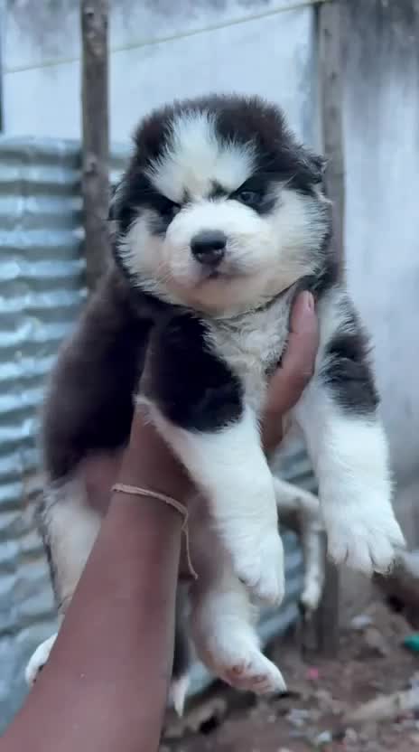 Siberian Husky Puppy | White Color, farm video