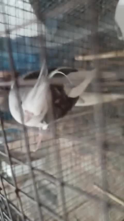 Cockatiel | White Face, farm video