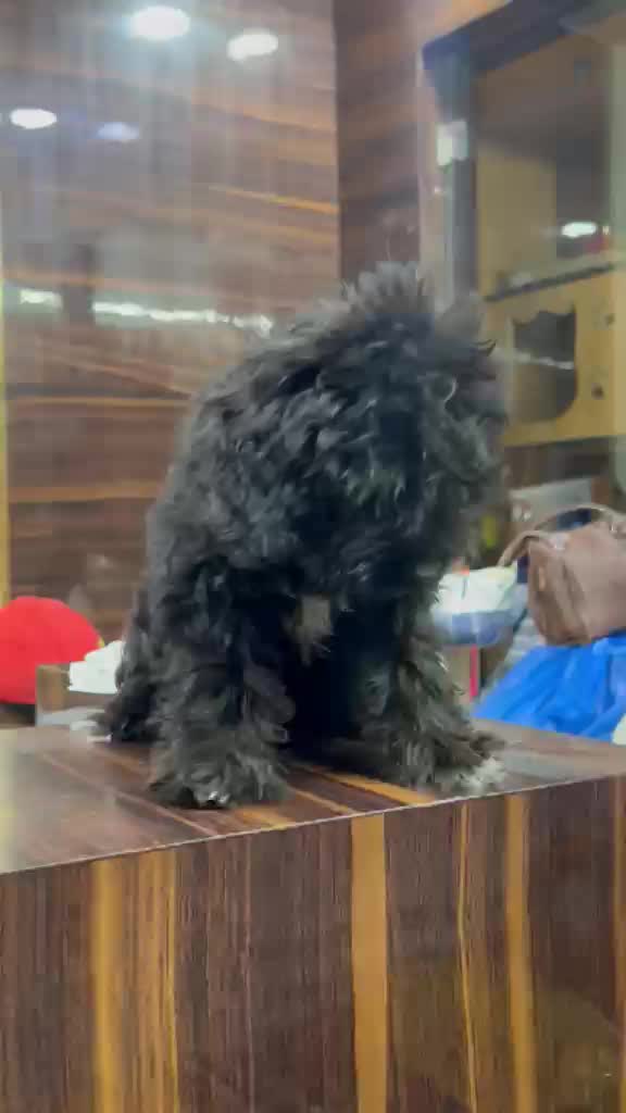 Maltipoo Puppy, farm video