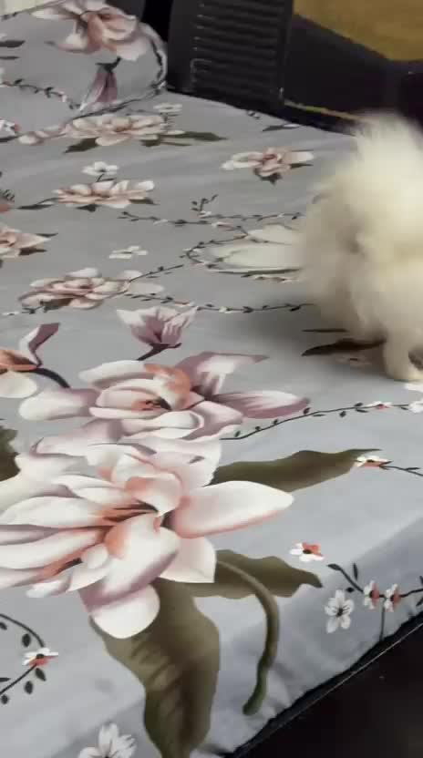 Orignal Toy Pom Puppy | Teacup Pom, farm video