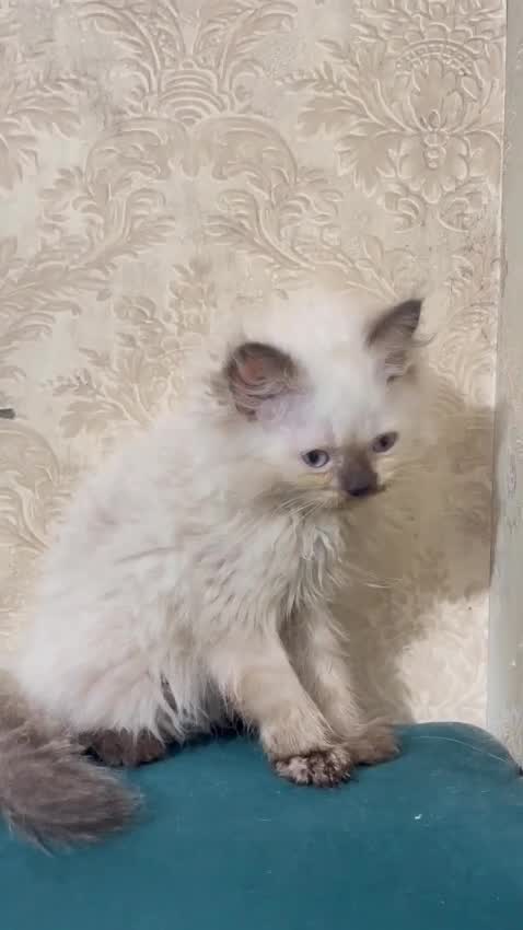 Himalayan Kitten, farm video