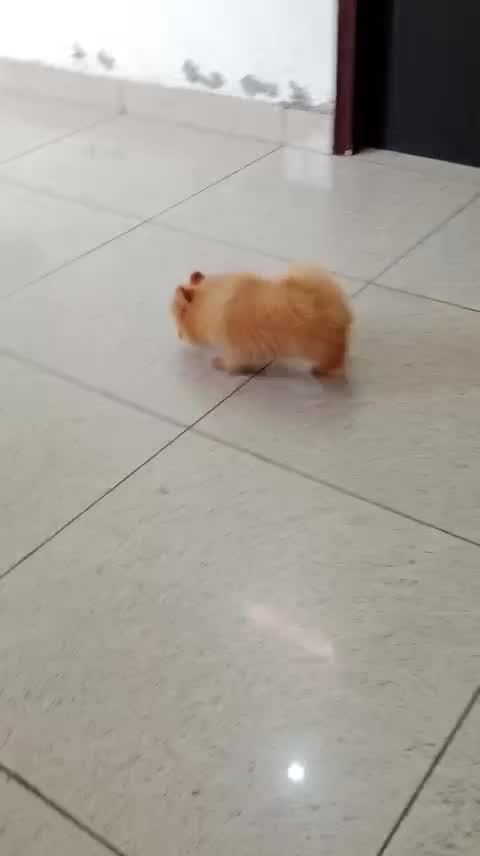 Culture Pom Puppy | White Color, farm video