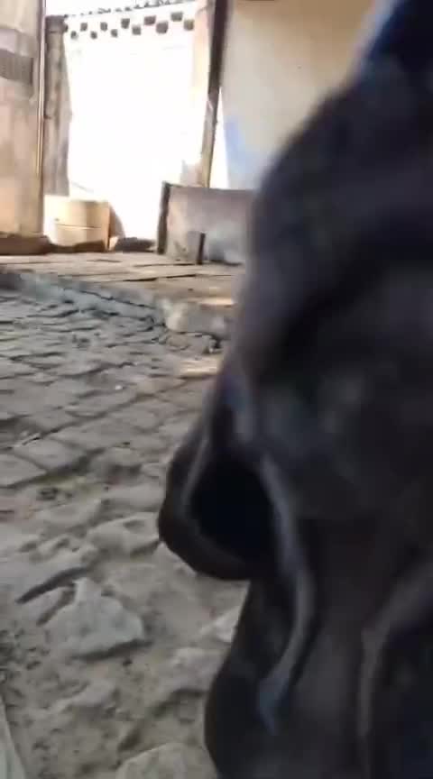 Great Dane Puppy, farm video