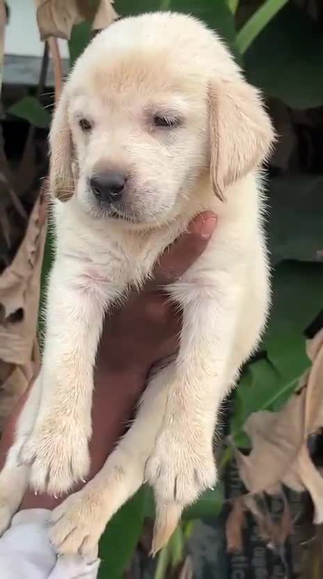 Beagle Black & Tan Puppy, farm video