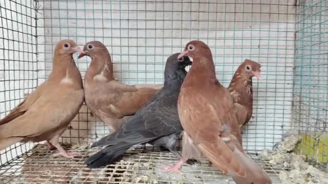 Homer Pigeon, farm video