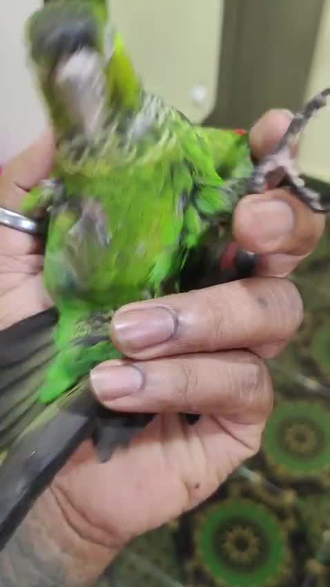 Black Capped Conure, farm video