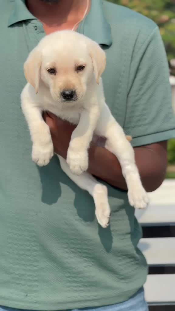 Beagle Black & Tan Puppy, farm video