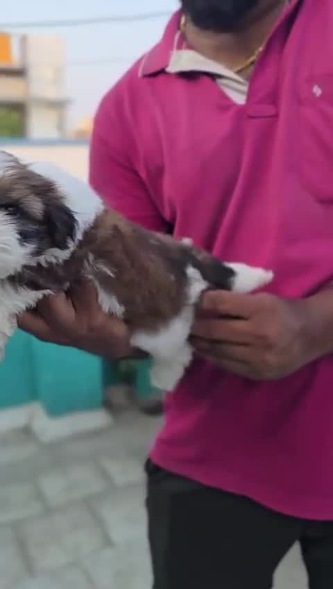 Shih Tzu Puppy Brown & White, farm video