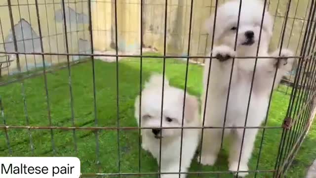 Maltese Puppy | White, farm video