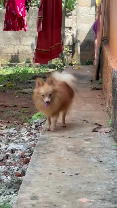 Culture Toy Pom Puppy, farm video