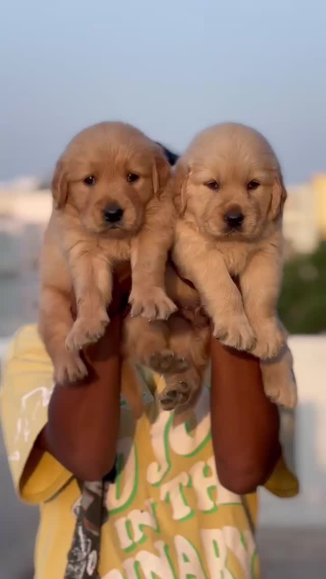 Golden Retriever, farm video
