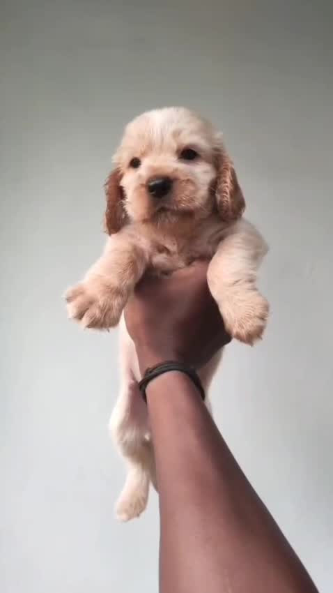 Cocker Spaniel Puppy | Brown Color, farm video